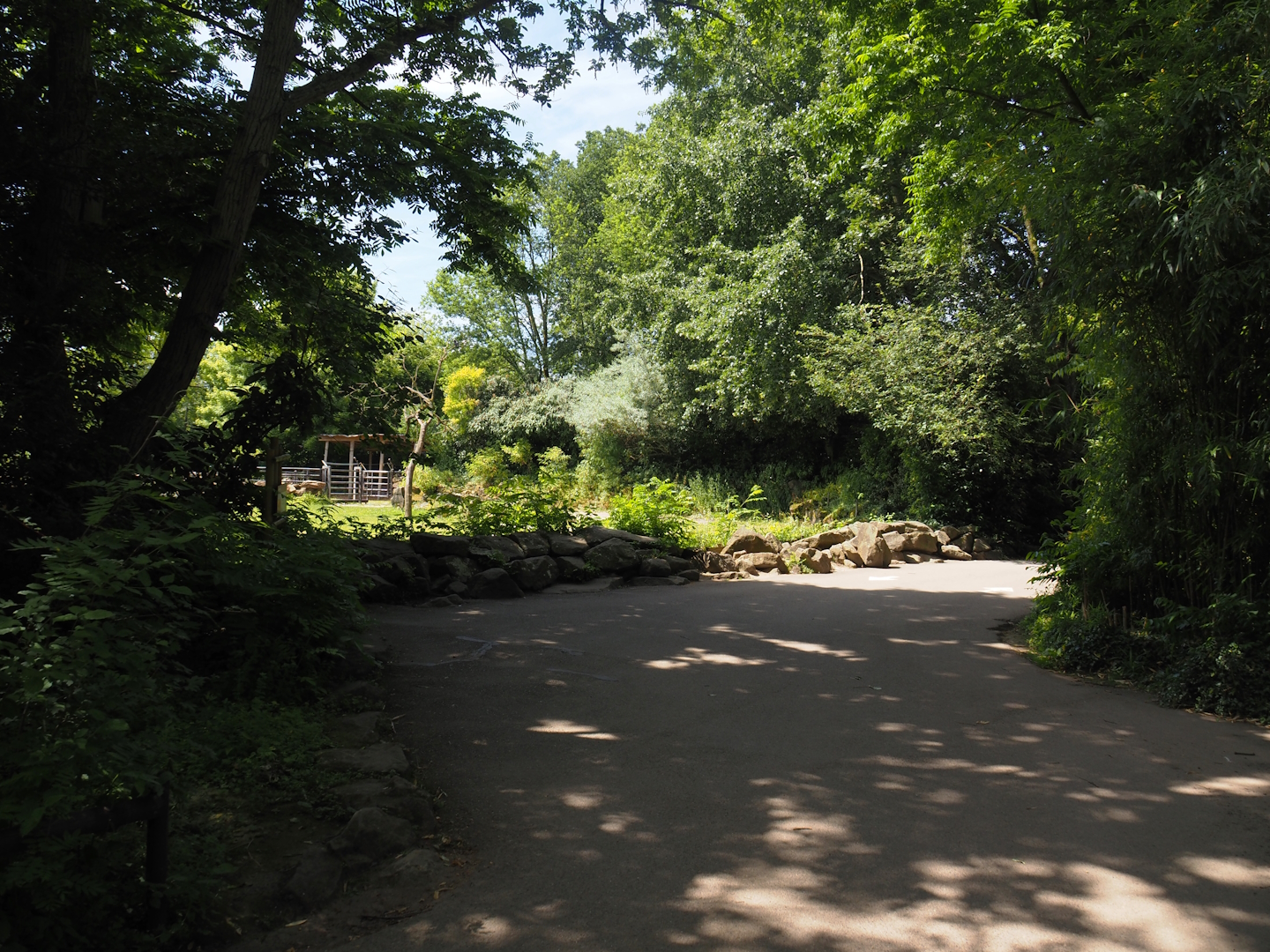 Domestic Bactrian camel steppe viewing area, 2024-06-30