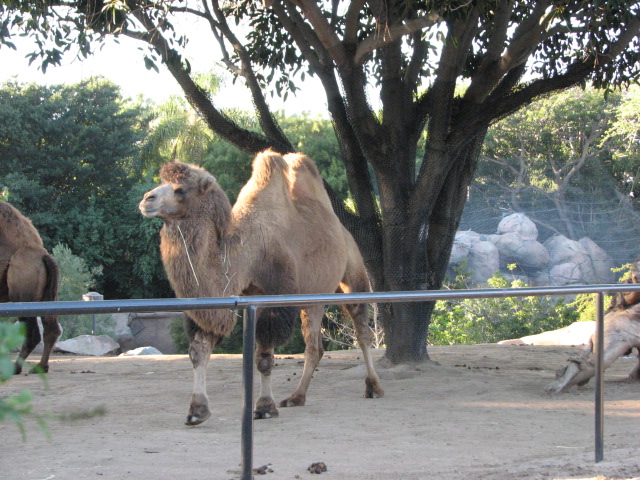 Domestic Bactrian Camel