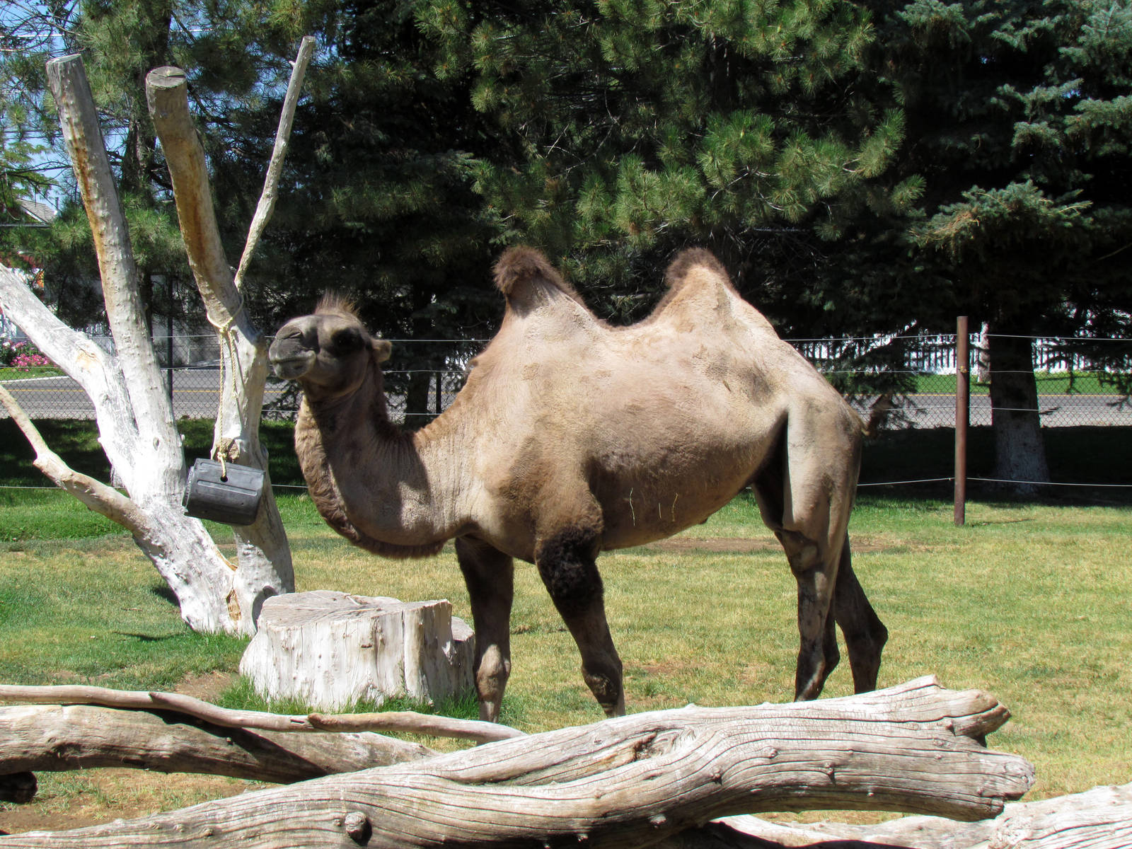 Domestic Bactrian Camel