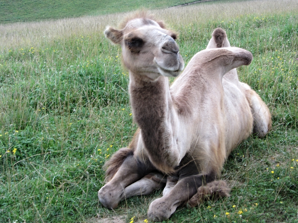 Domestic Bactrian Camel