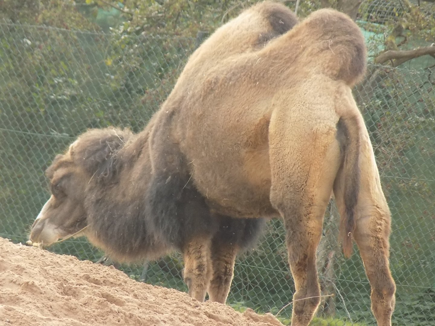 Domestic Bactrian Camel