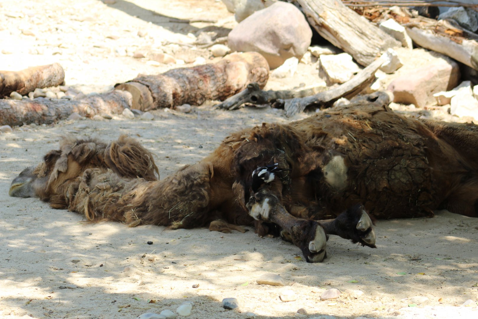 Domestic Bactrian Camel