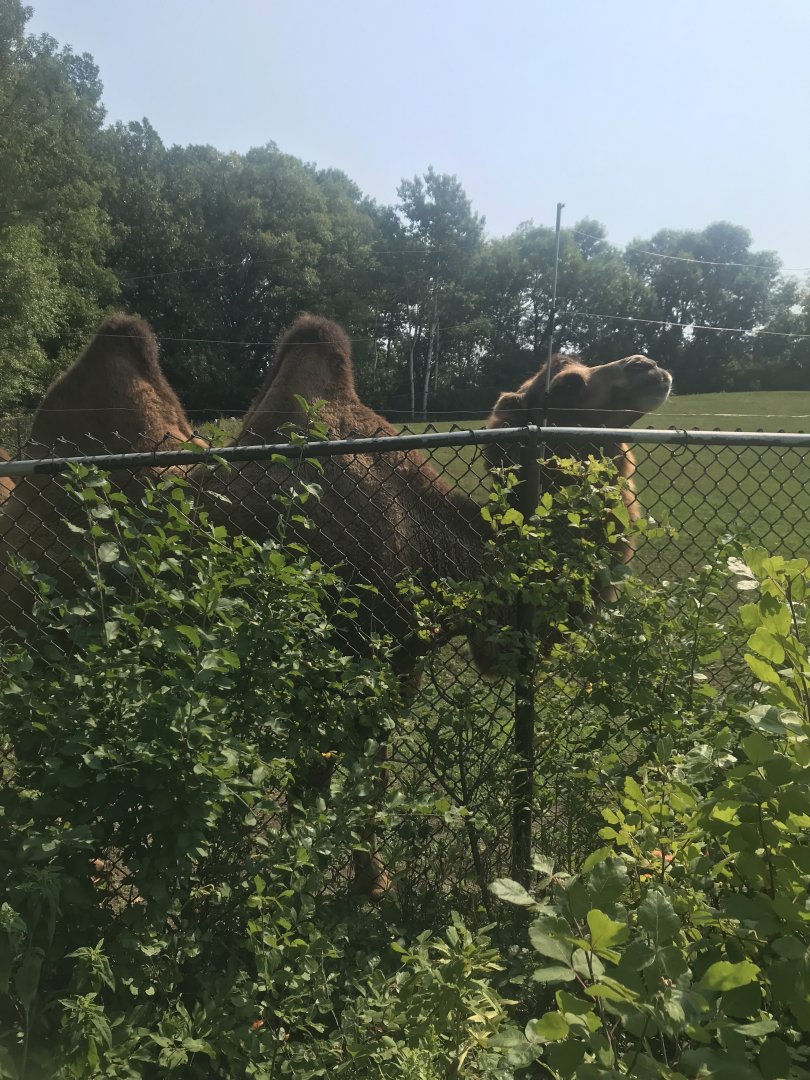Domestic Bactrian camel