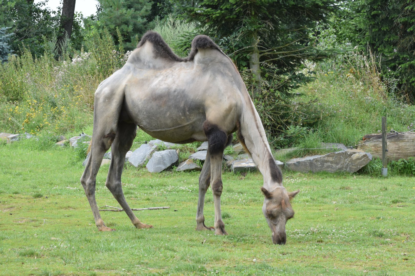 Domestic bactrian camel