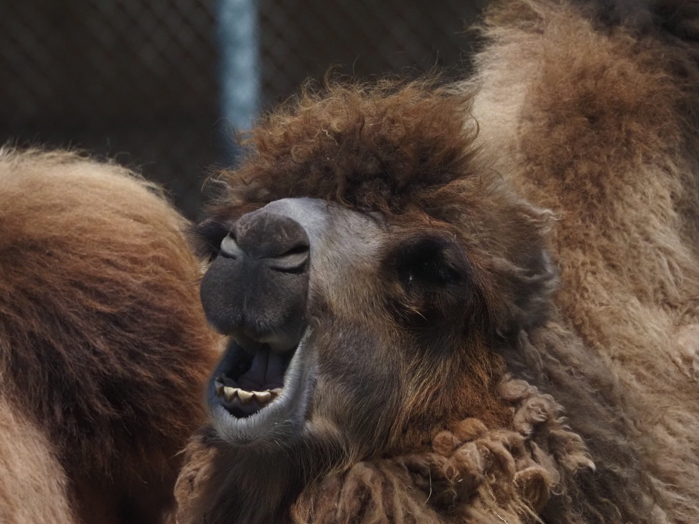 Domestic Bactrian Camel