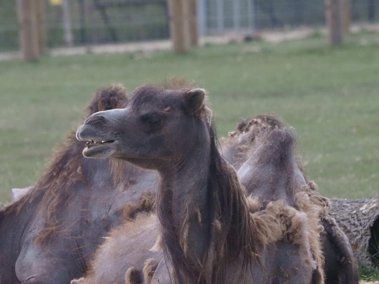 Domestic Bactrian camel