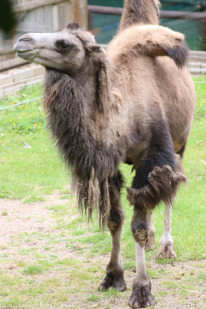 Domestic Bactrian Camel