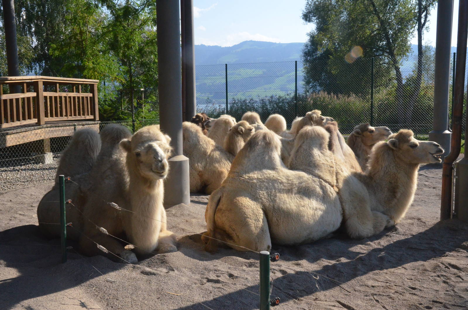 Domestic Bactrian Camels at Knie Kinderzoo, 11/09/16
