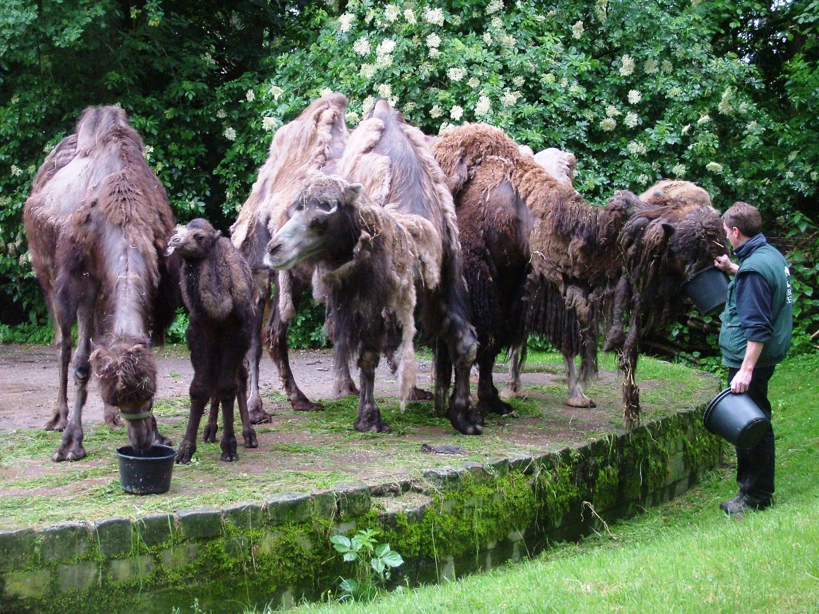 Domestic Bactrian Camels at Rheine, 03/06/12