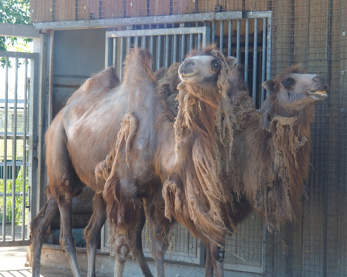 Domestic Bactrian camels (Camelus bactrianus), 2023-05-31