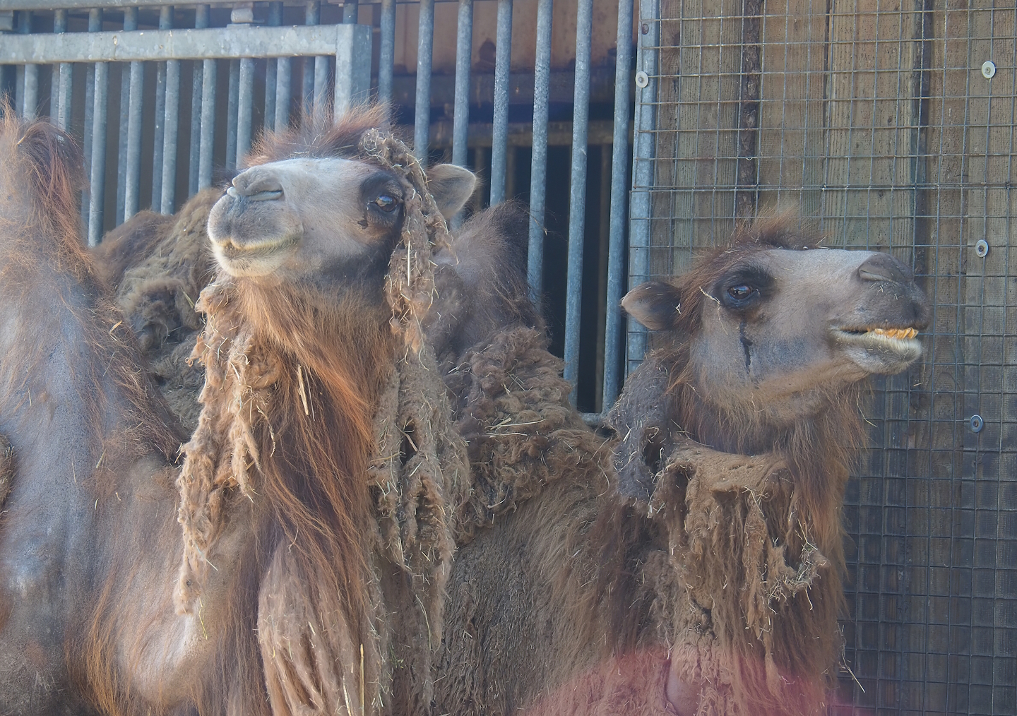 Domestic Bactrian camels (Camelus bactrianus), 2023-05-31