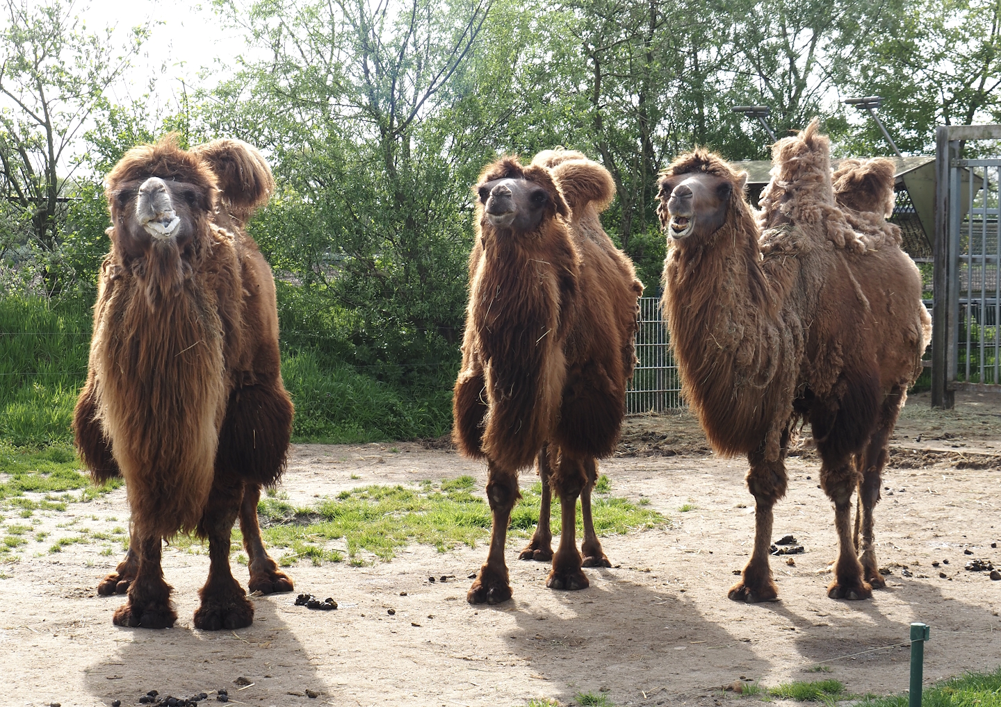 Domestic Bactrian camels (Camelus bactrianus), 2024-04-14