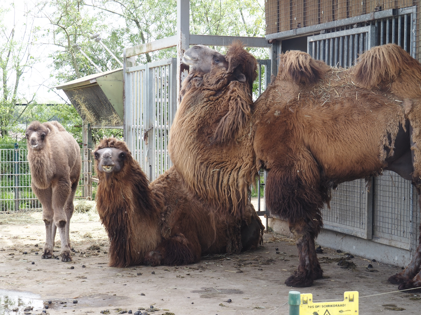 Domestic Bactrian camels (Camelus bactrianus), 2024-04-14
