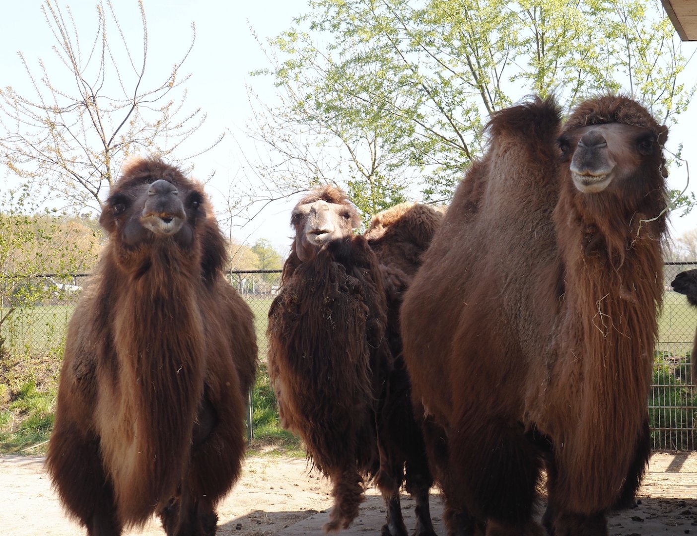 Domestic Bactrian camels (Camelus bactrianus), 2025-04-12