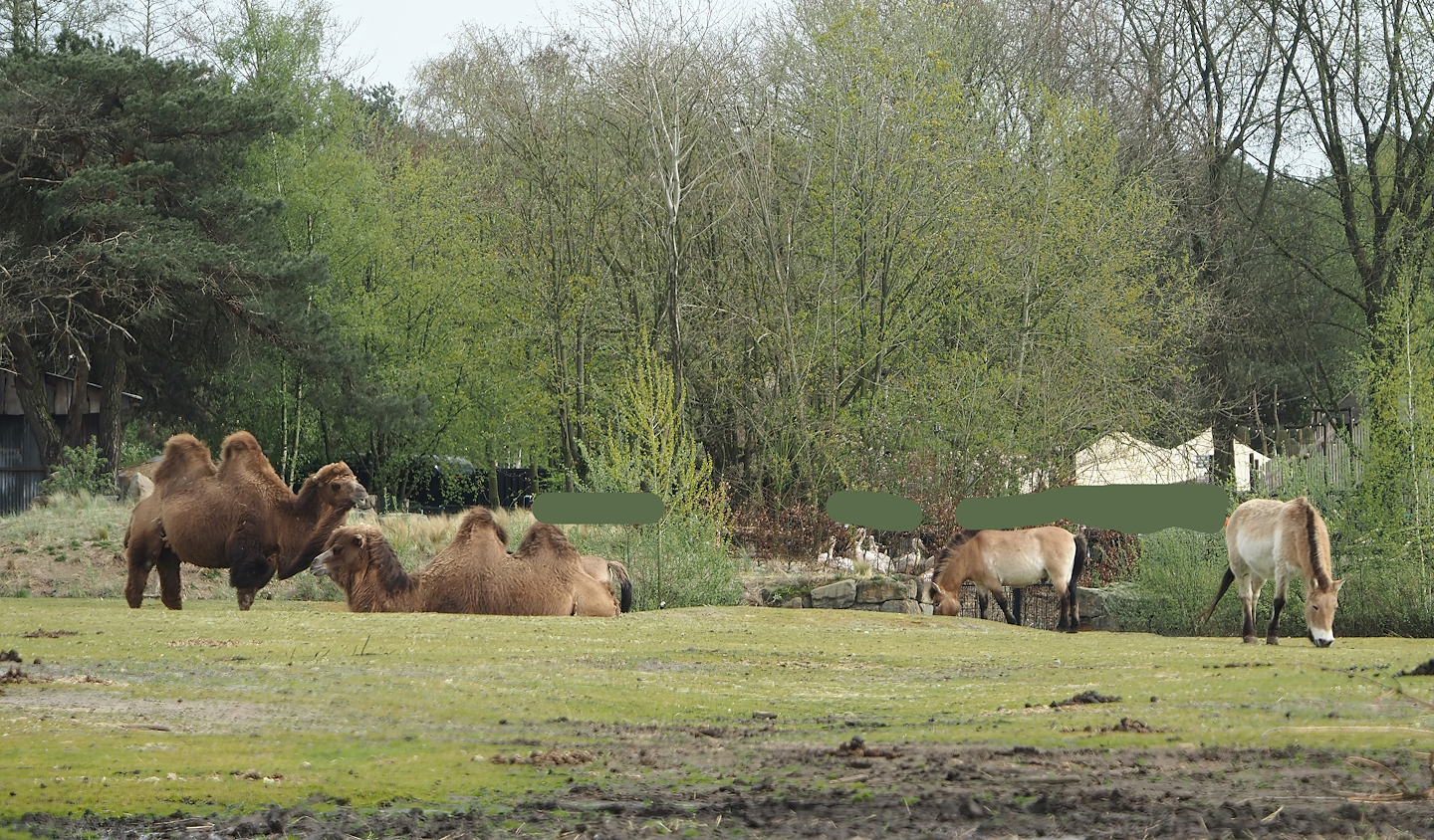Domestic Bactrian camels (Camelus bactrianus) and Przewalski's horses (Equus ferus przewalskii), 2024-04-06
