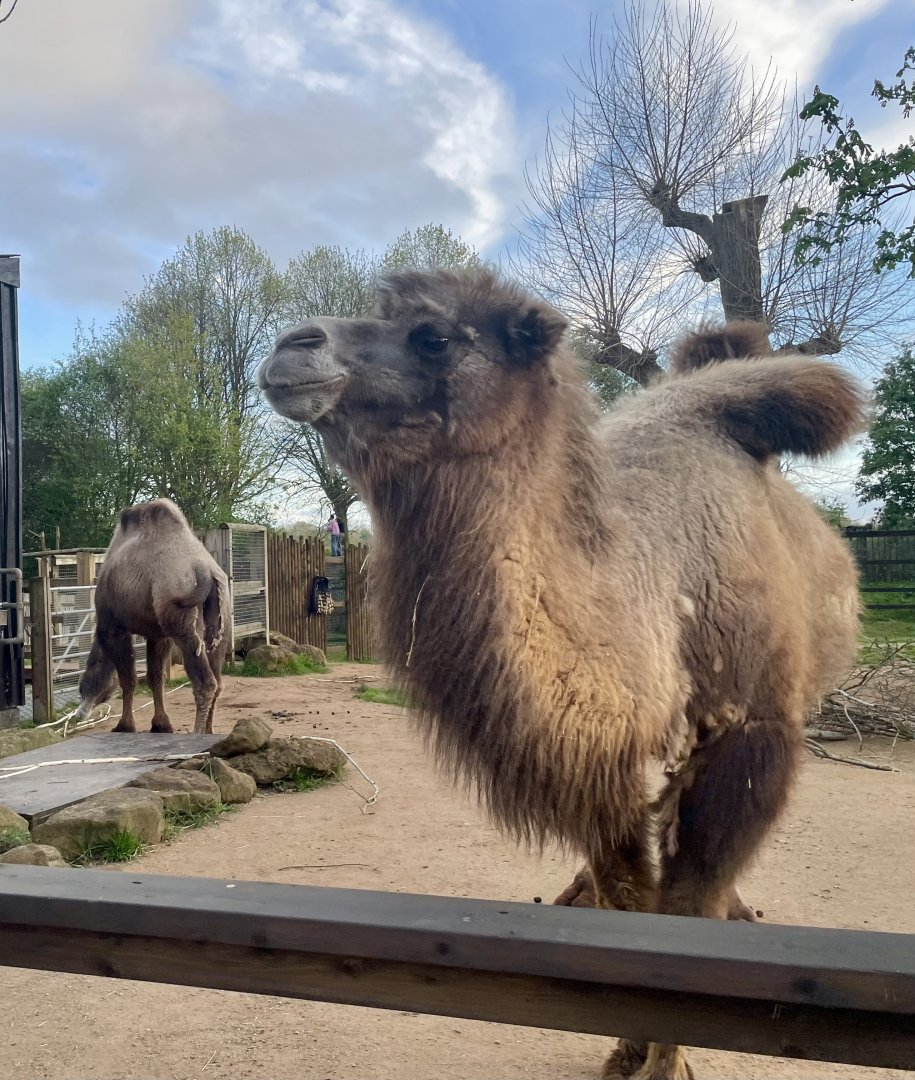 Domestic Bactrian Camels, Genghis and Noemie