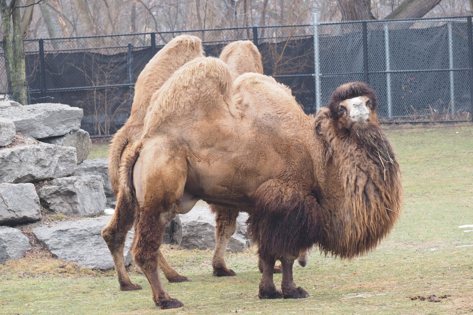 Domestic Bactrian Camels