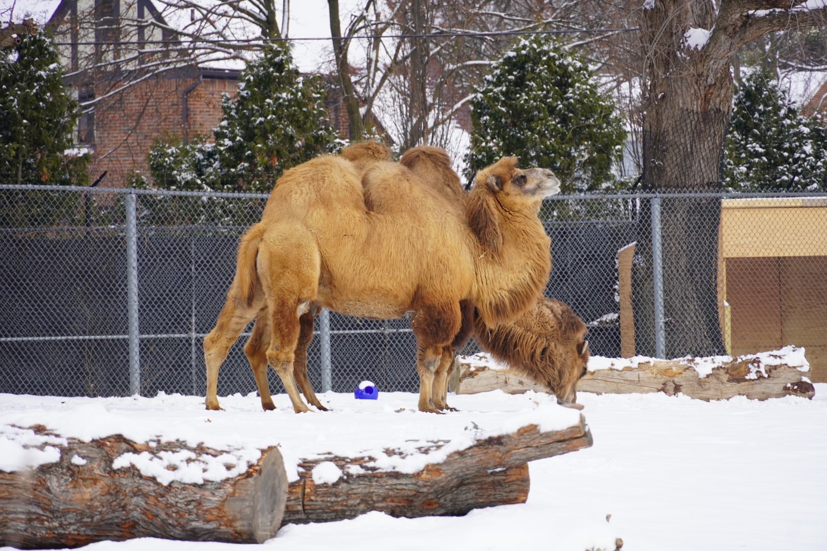 Domestic Bactrian Camels