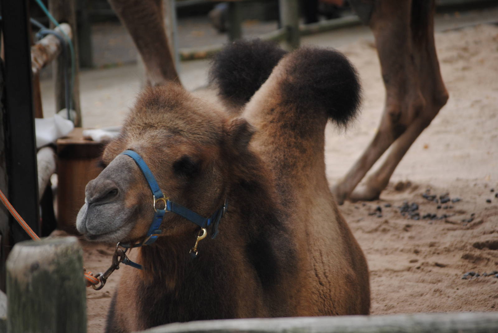 Domestic Bactrian Cmel