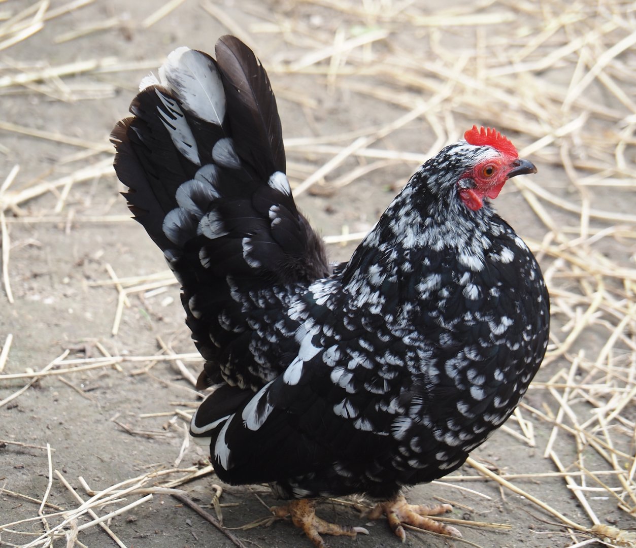 Domestic bantam chicken (Gallus gallus domesticus), 2024-05-11