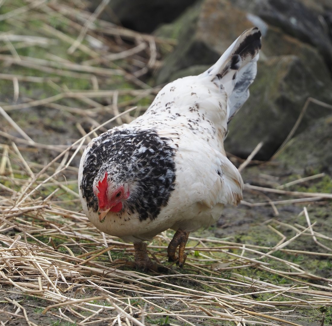 Domestic bantam chicken (Gallus gallus domesticus), 2024-05-11