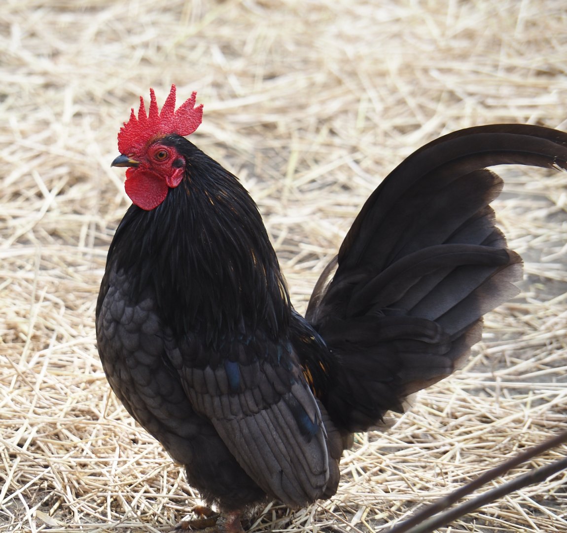 Domestic bantam rooster (Gallus gallus domesticus), 2024-05-11