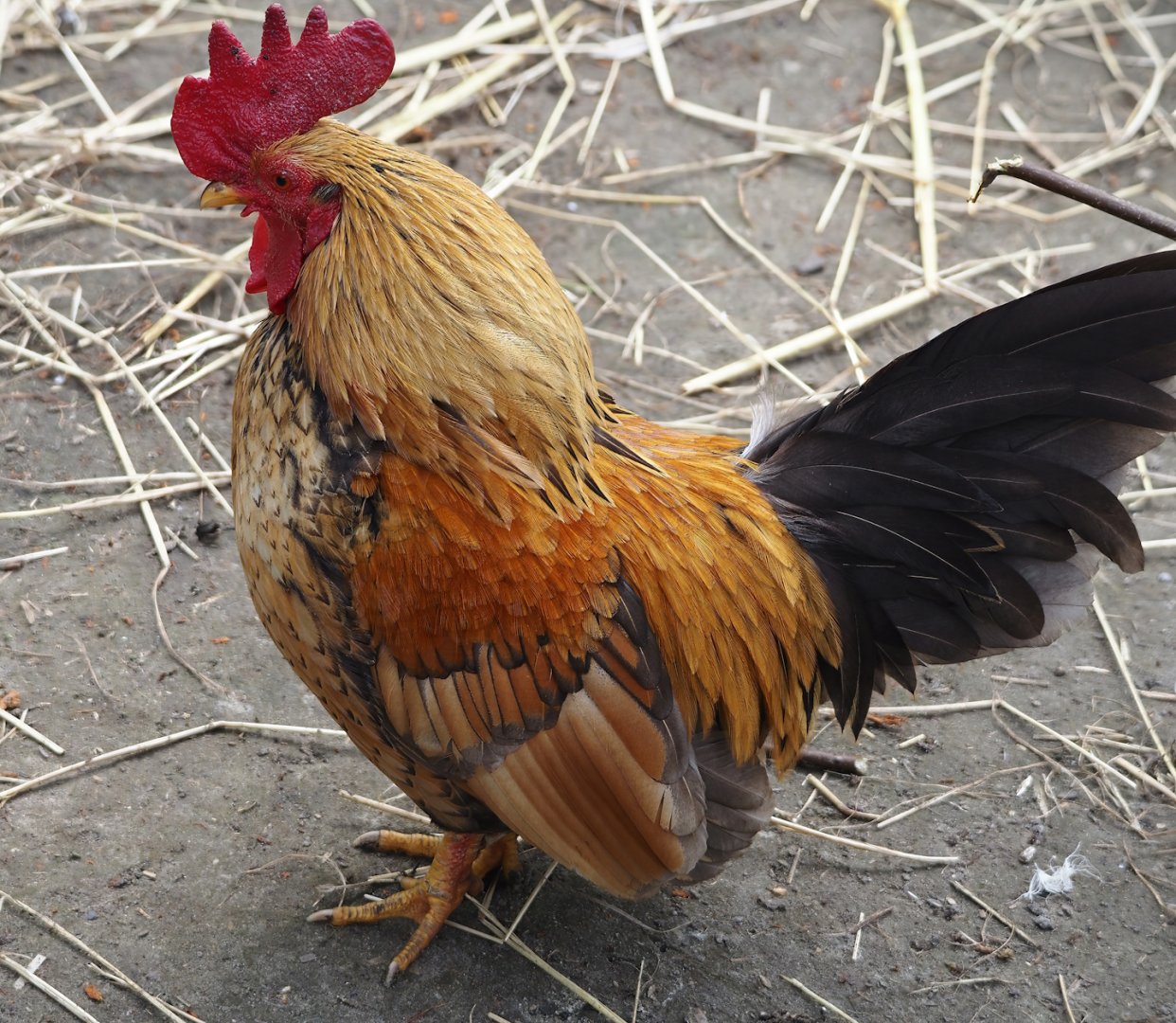 Domestic bantam rooster (Gallus gallus domesticus), 2024-05-11