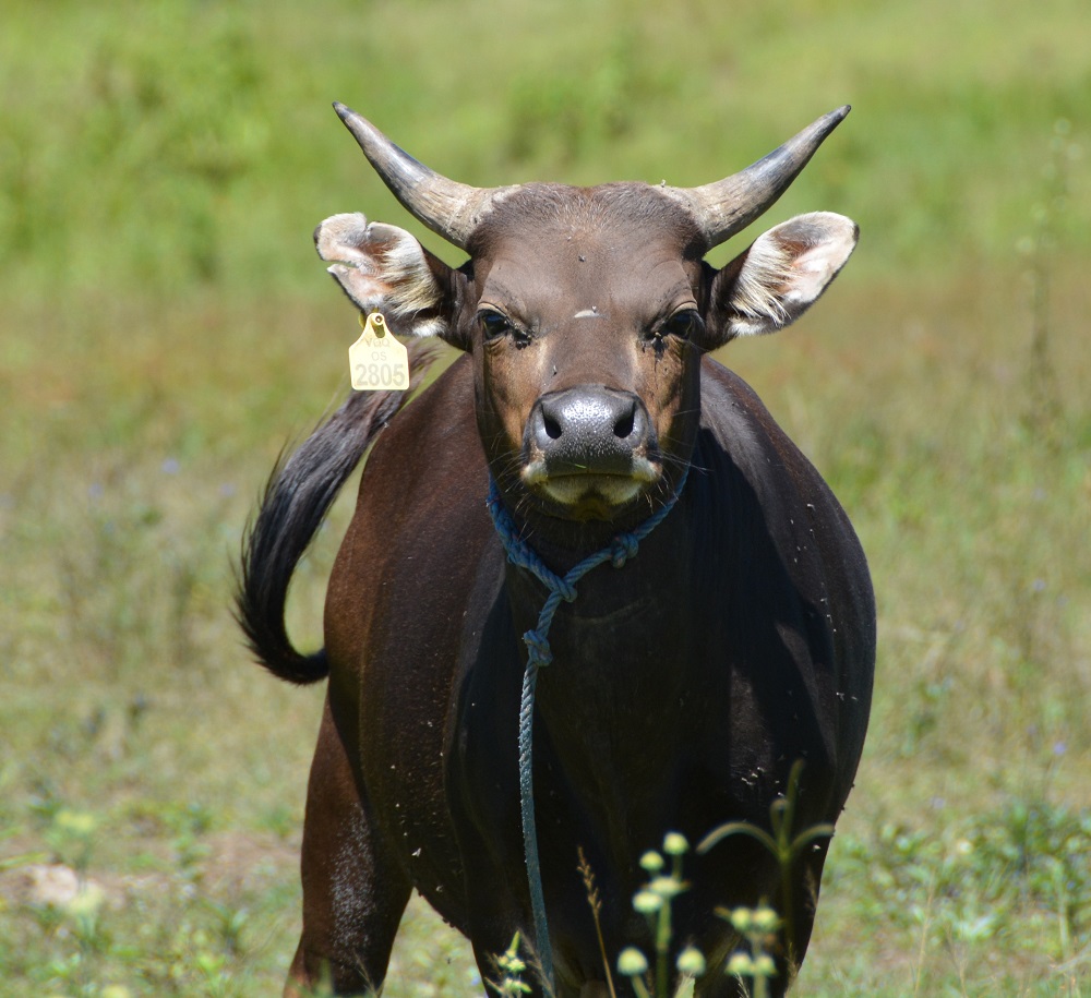 Domestic Banteng.  Timor Leste