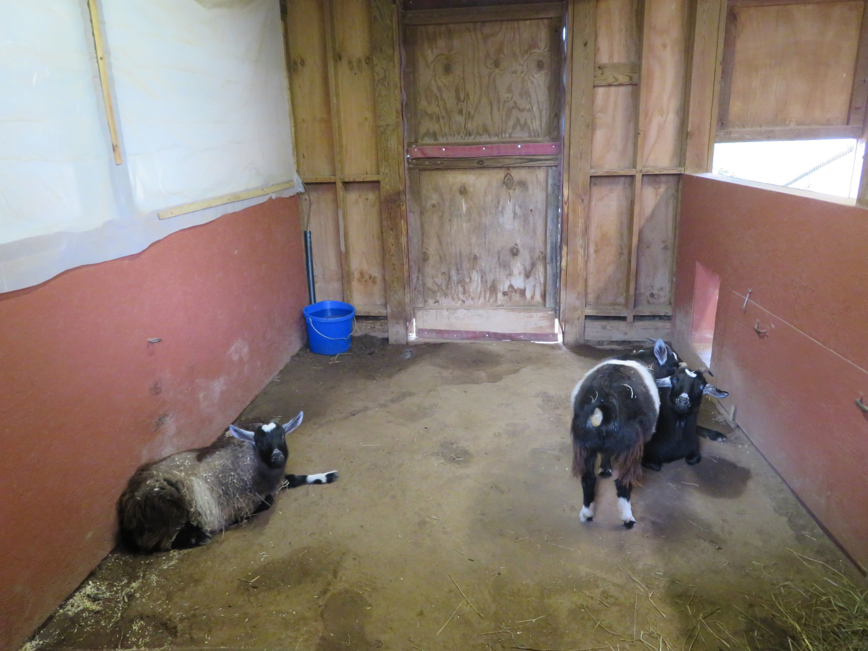 Domestic Barn Goats