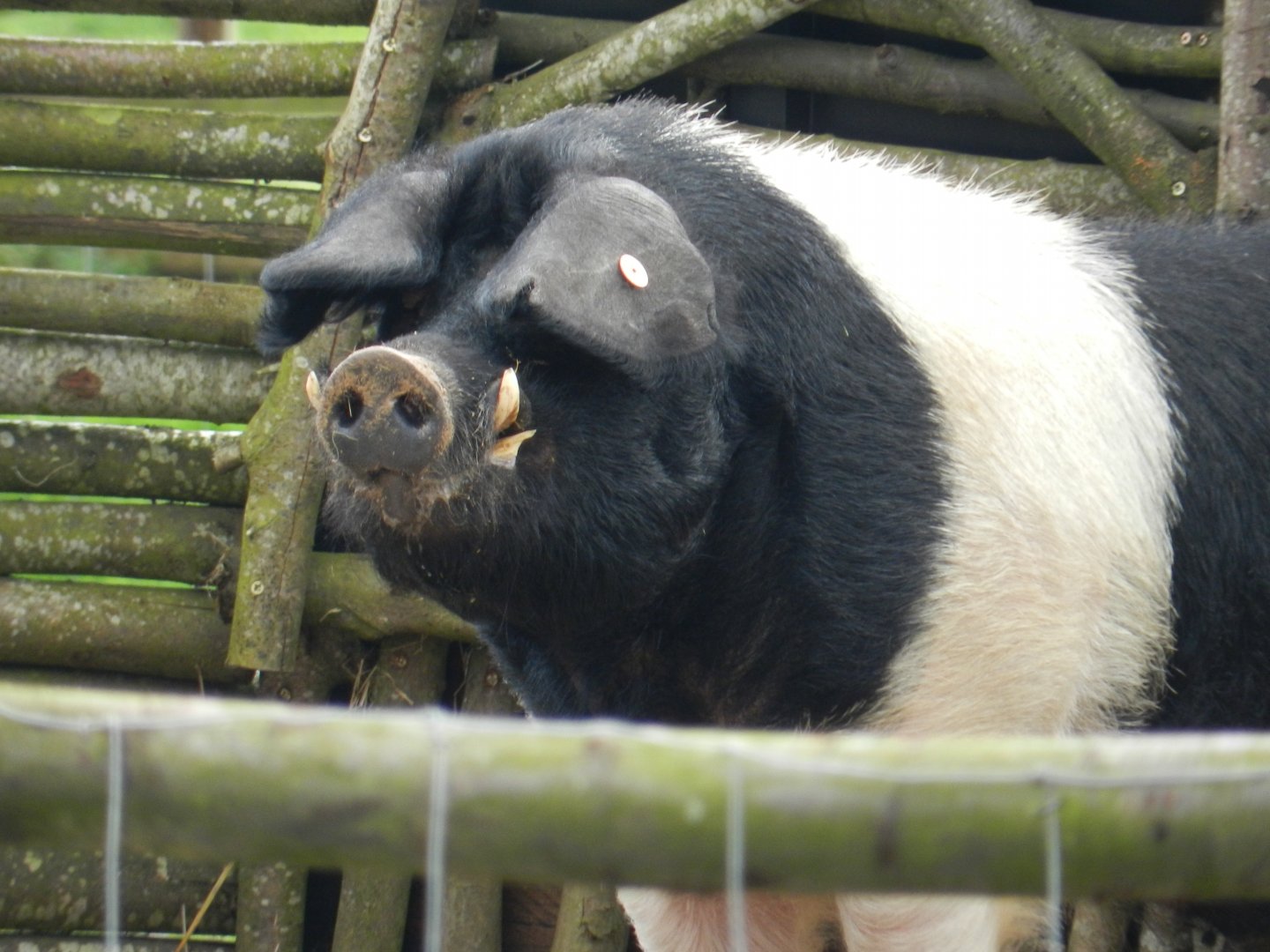Domestic Bazna Pig (Sus scrofa domesticus*) at Hobbledown Adventure Farm Park and Zoo, England