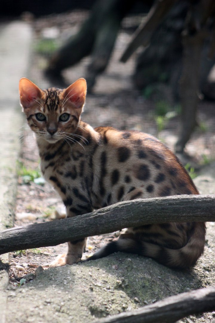 Domestic Bengal cat