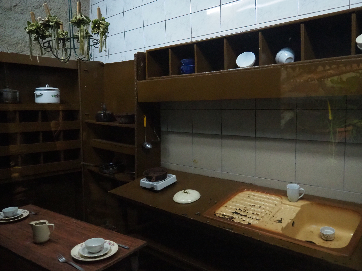 Domestic brown or Norway rat kitchen exhibit, 2019-08-04