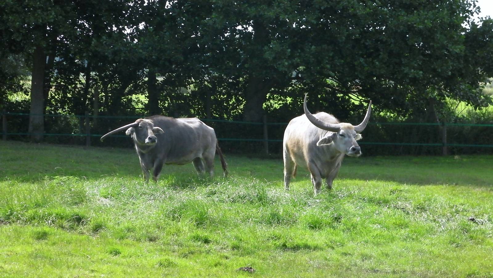 Domestic Buffalo - 24.07.2011