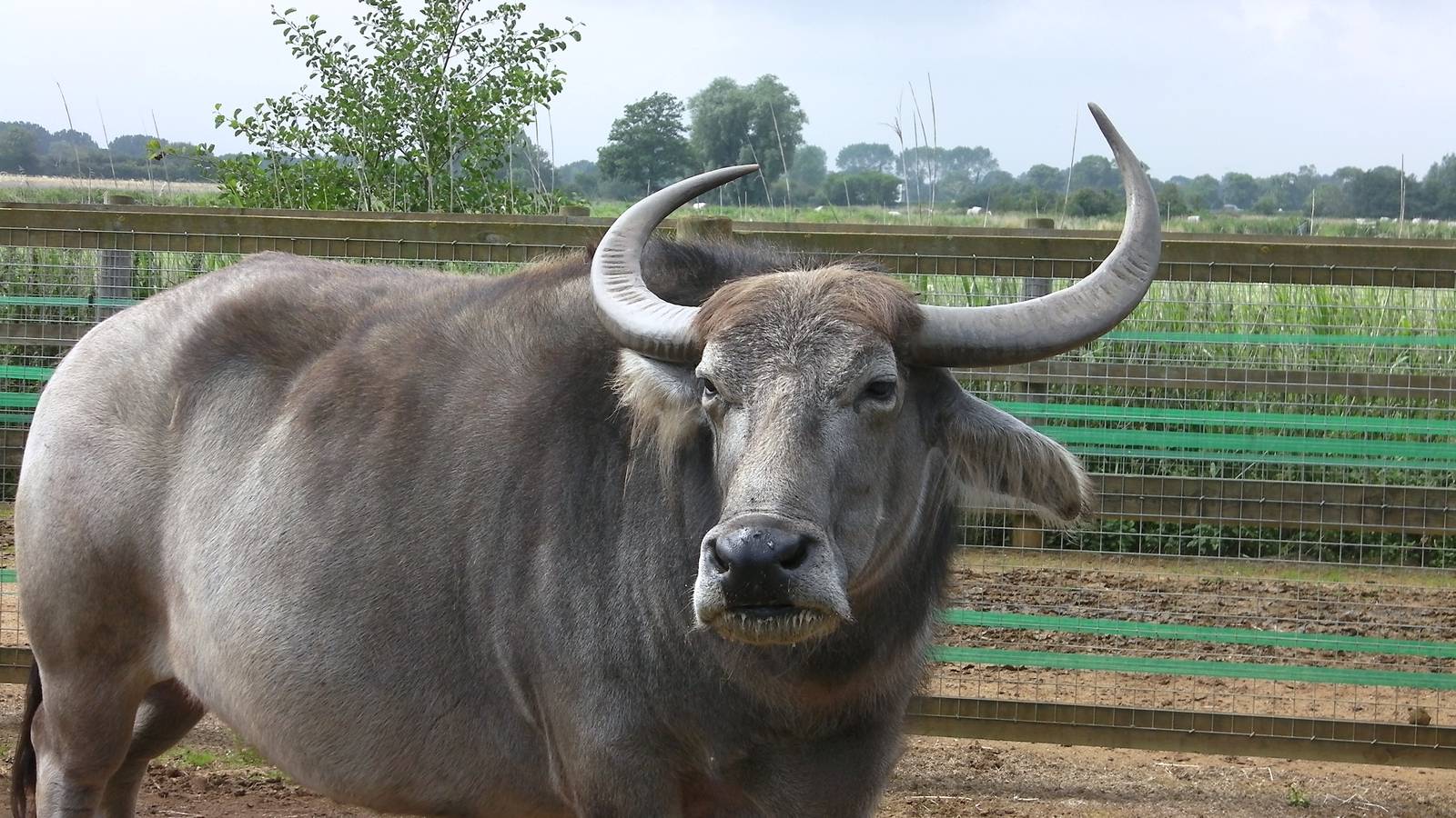 Domestic Buffalo - 27.07.2011