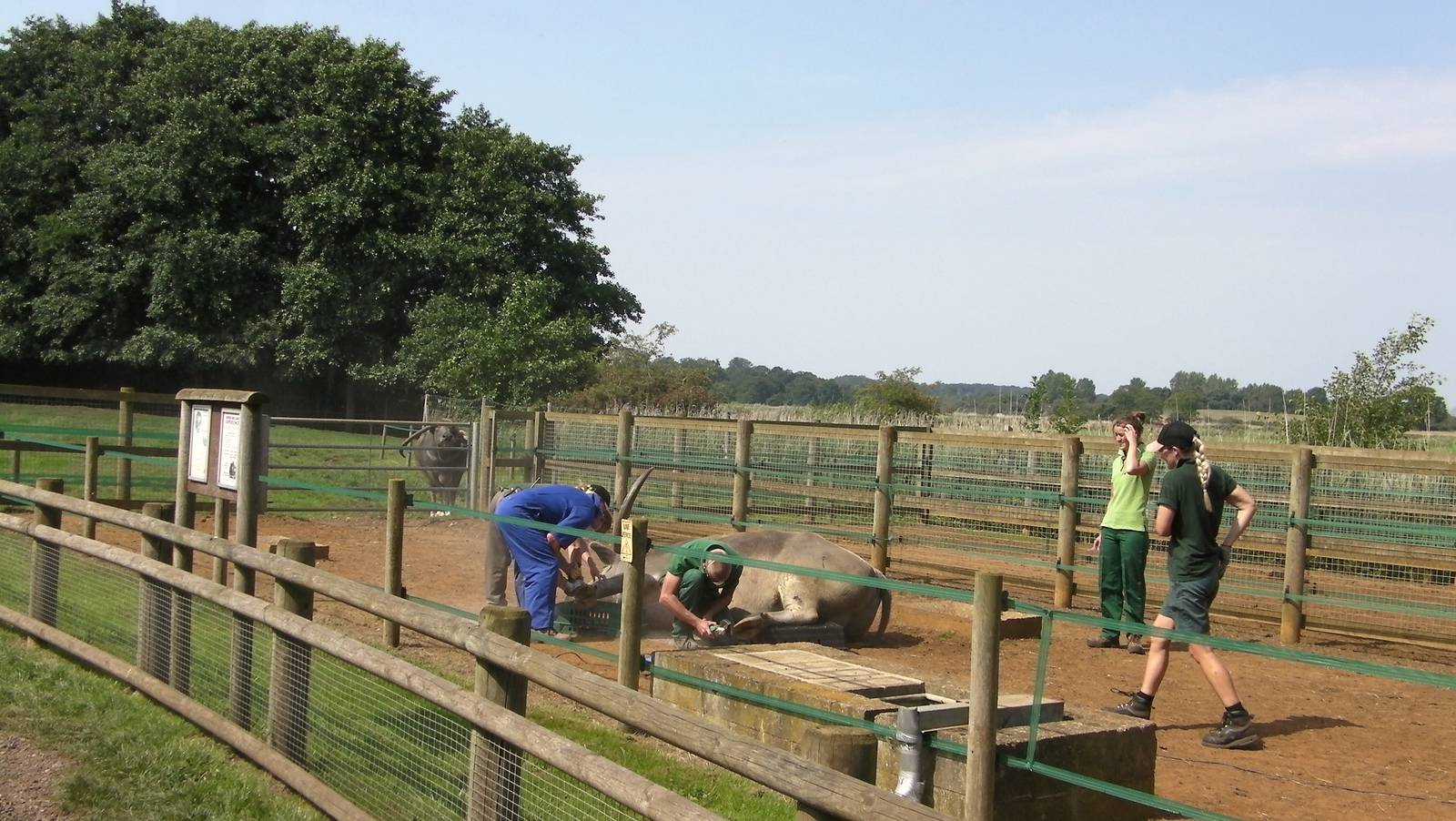 Domestic Buffalo Manicure - 03.08.2011