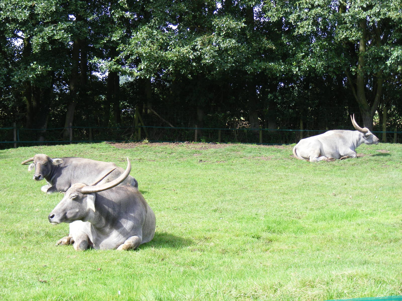 Domestic buffaloes at Africa Alive!, 13 September 2010