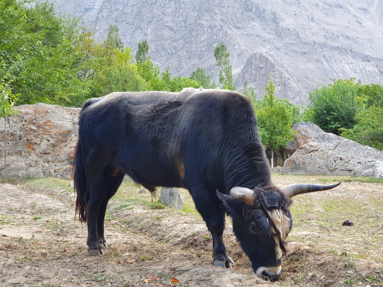 Domestic bull - Skardu 11/9/2020