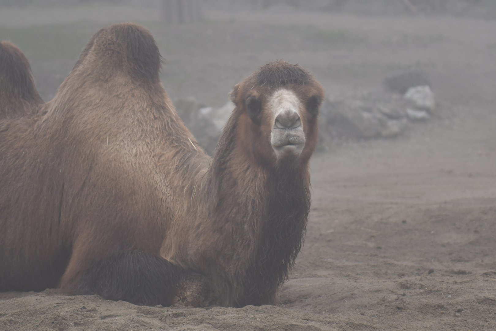 Domestic camel (Camelus bactrianus)