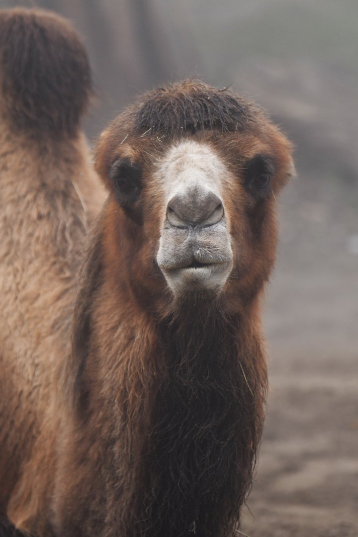 Domestic camel (Camelus bactrianus)