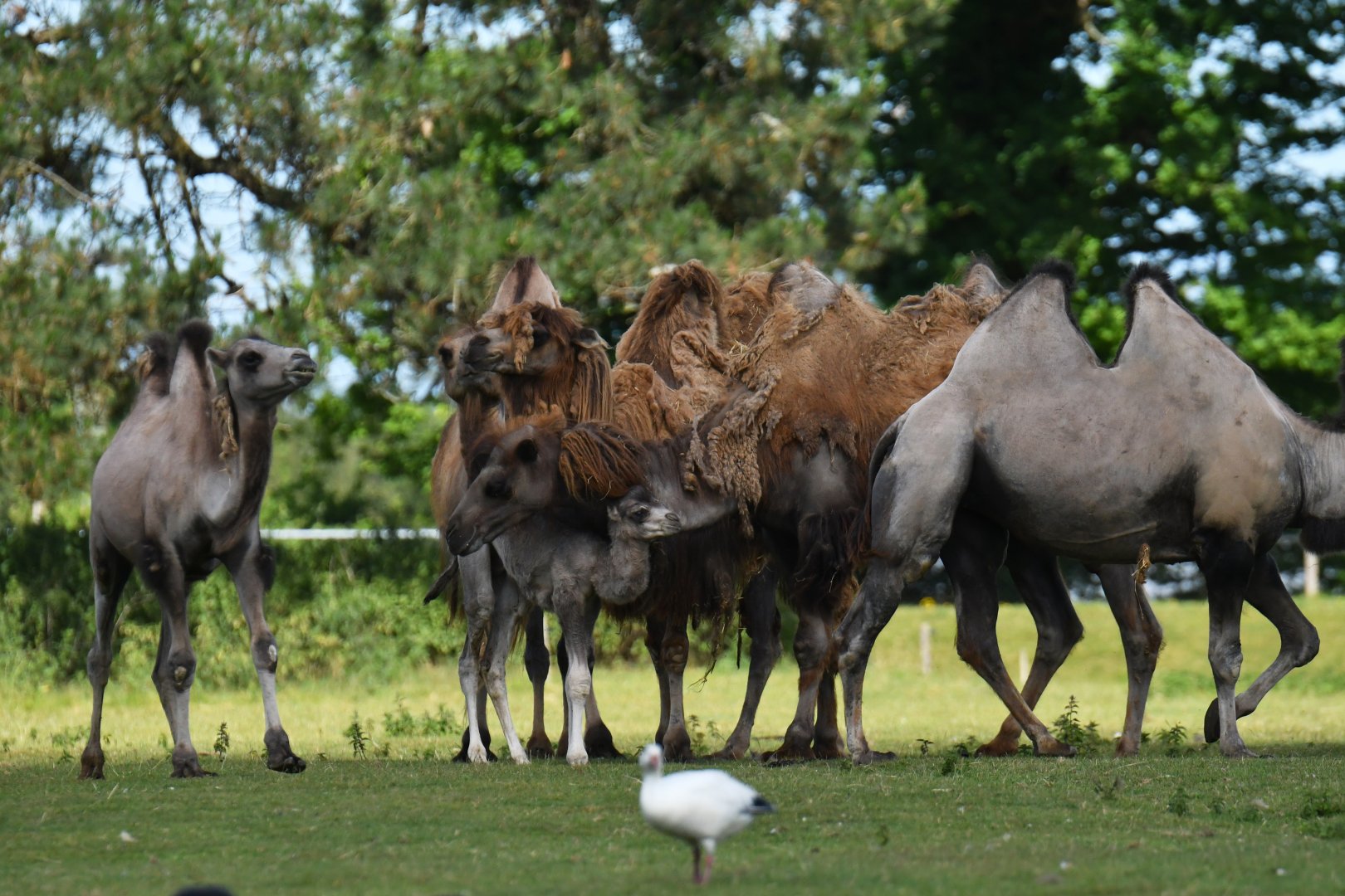 Domestic camel (Camelus bactrianus)