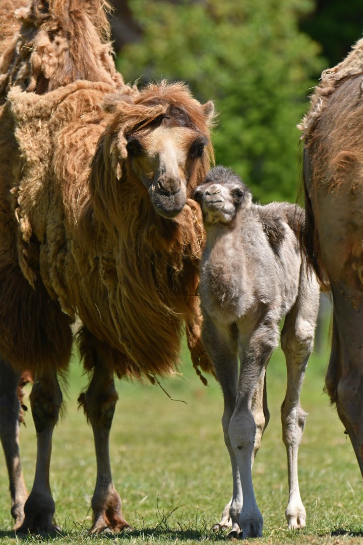Domestic camel (Camelus bactrianus)