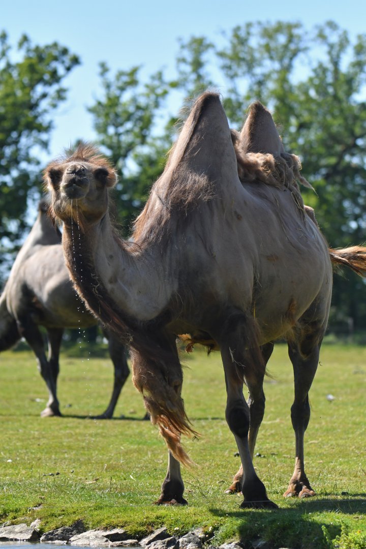 Domestic camel (Camelus bactrianus)