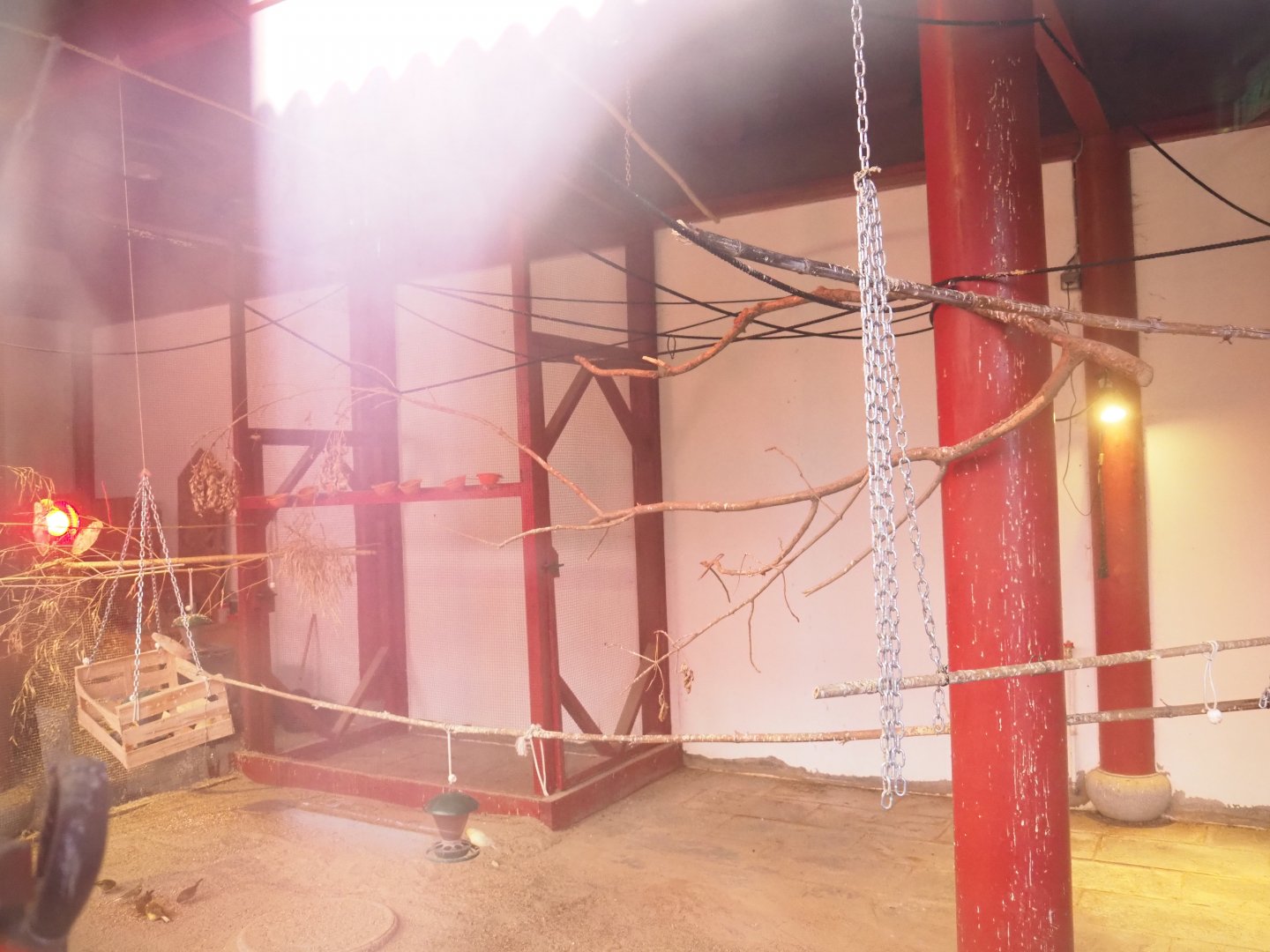 Domestic canary indoor aviary, 2021-09-03