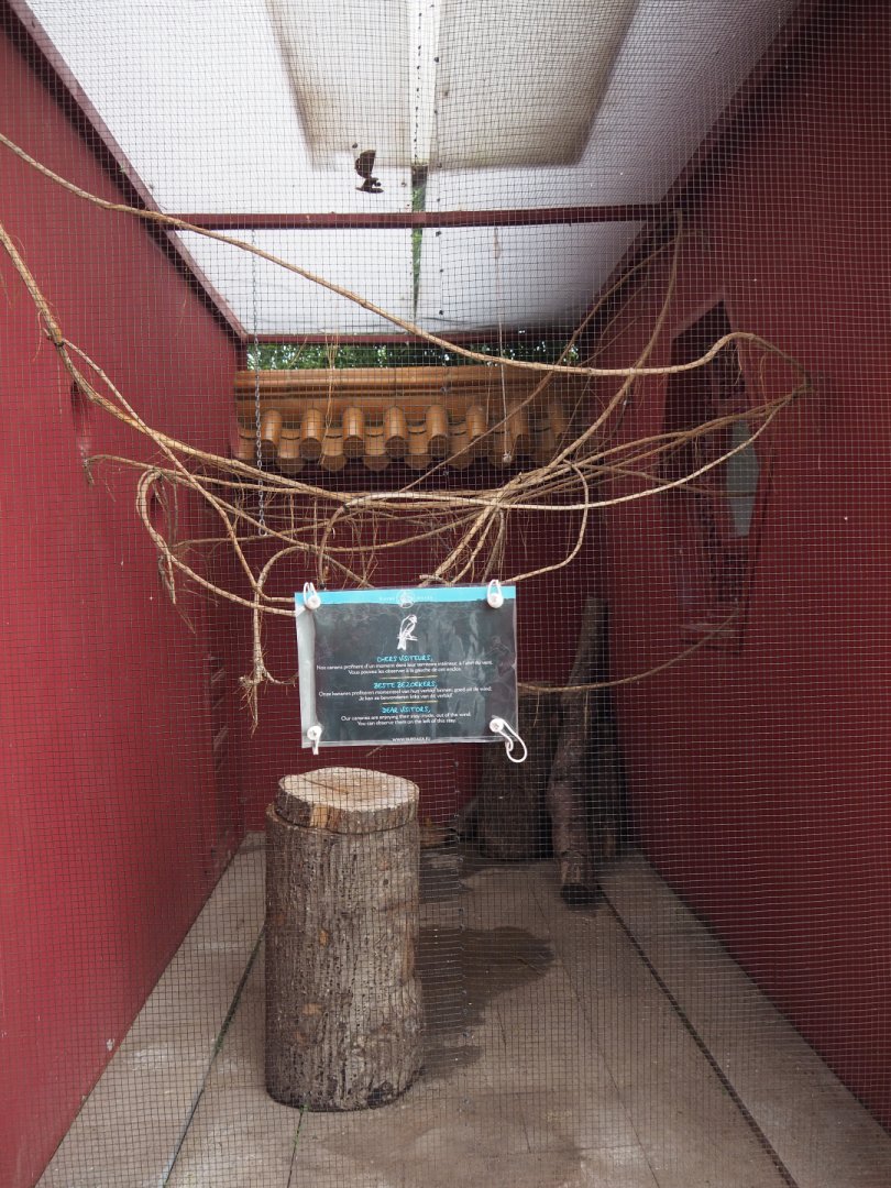 Domestic canary outdoor aviary, 2020-09-03