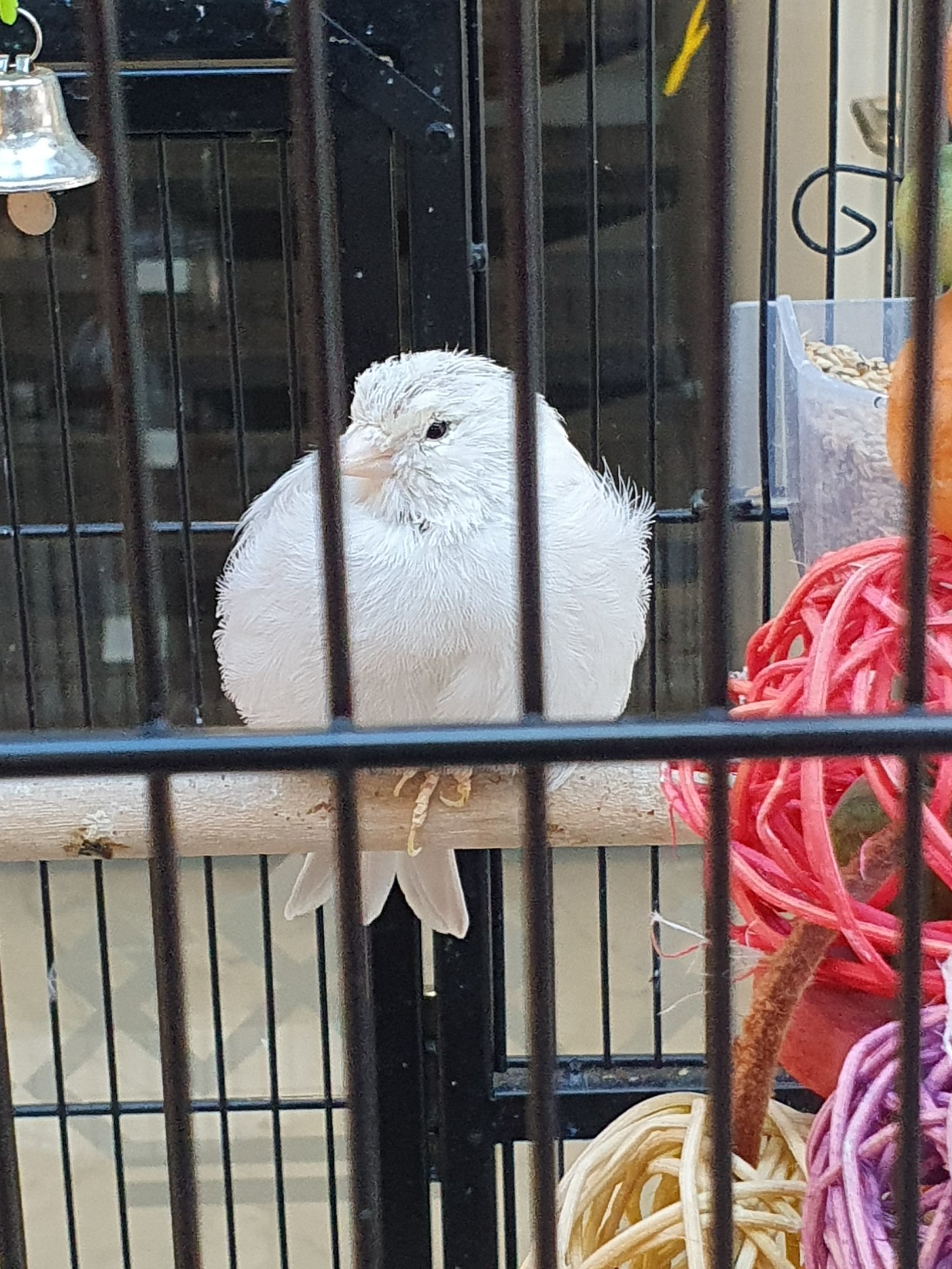 Domestic Canary, Queens Arcade (Lower Hutt, Wellington)