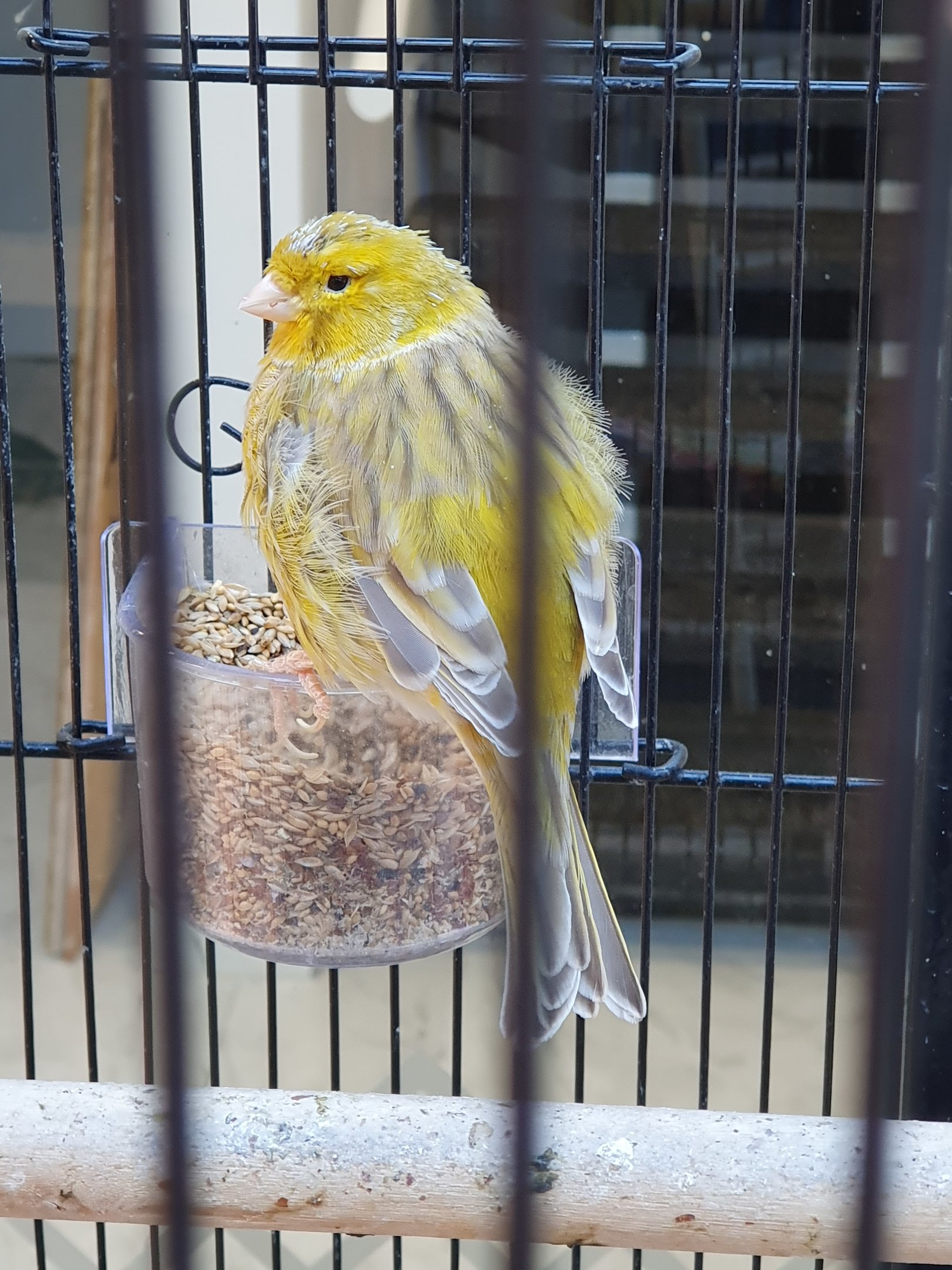 Domestic Canary, Queens Arcade (Lower Hutt, Wellington)