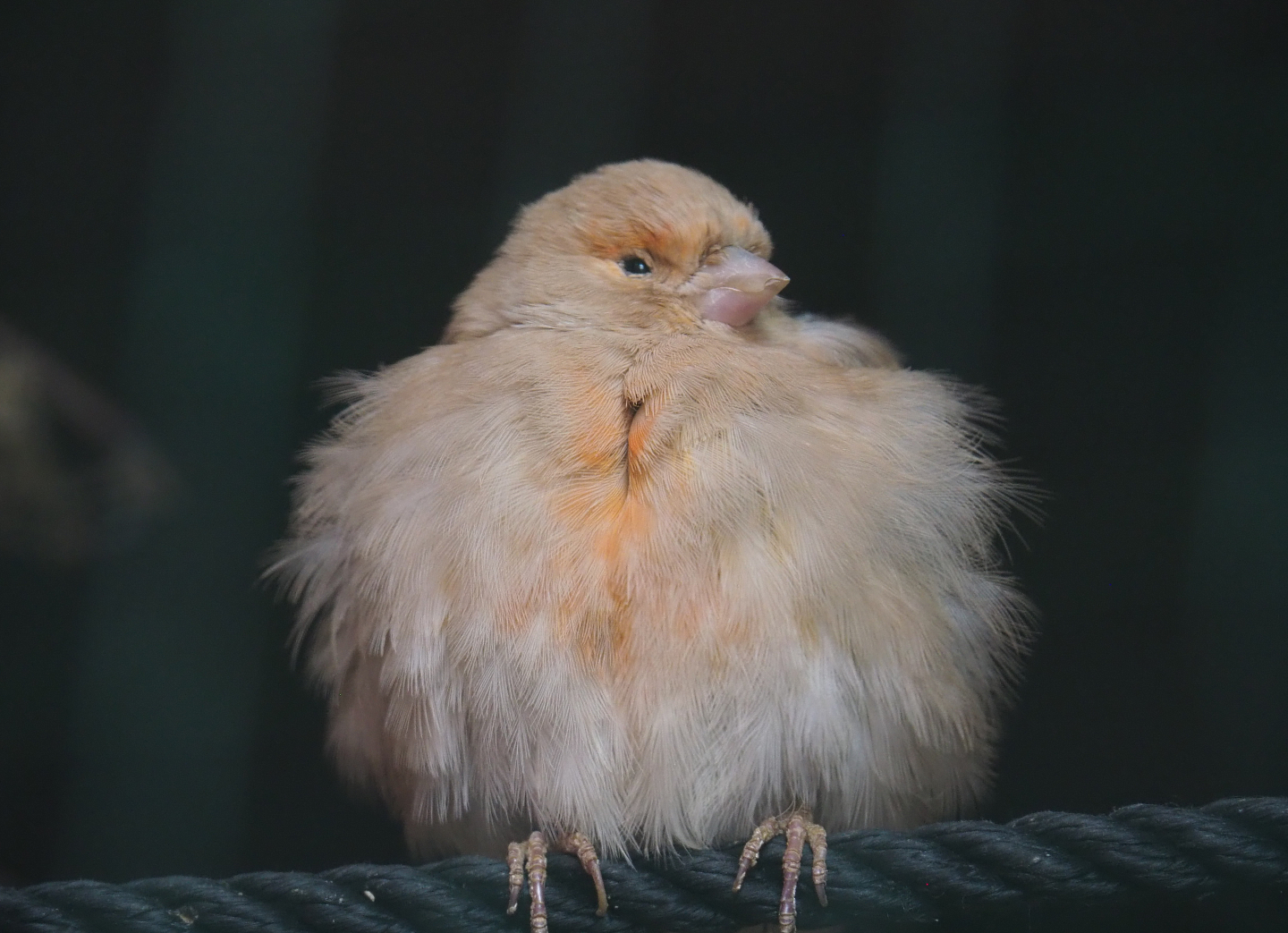Domestic canary (Serinus canaria domestica), 2020-09-03