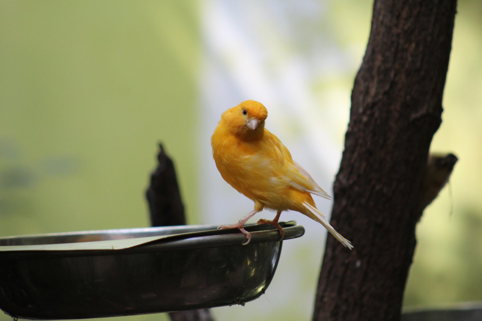 Domestic Canary