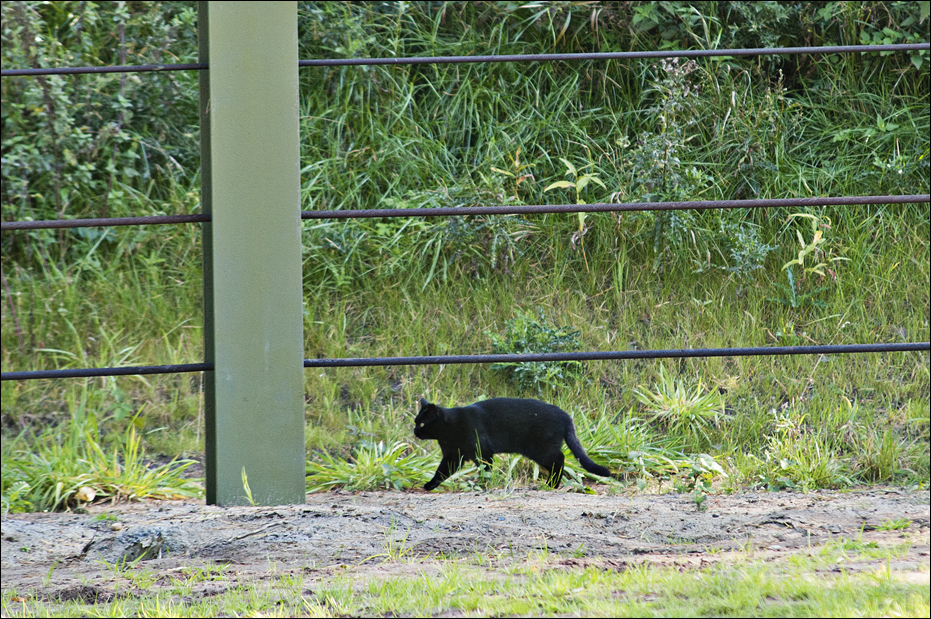 Domestic cat at Serengeti Park