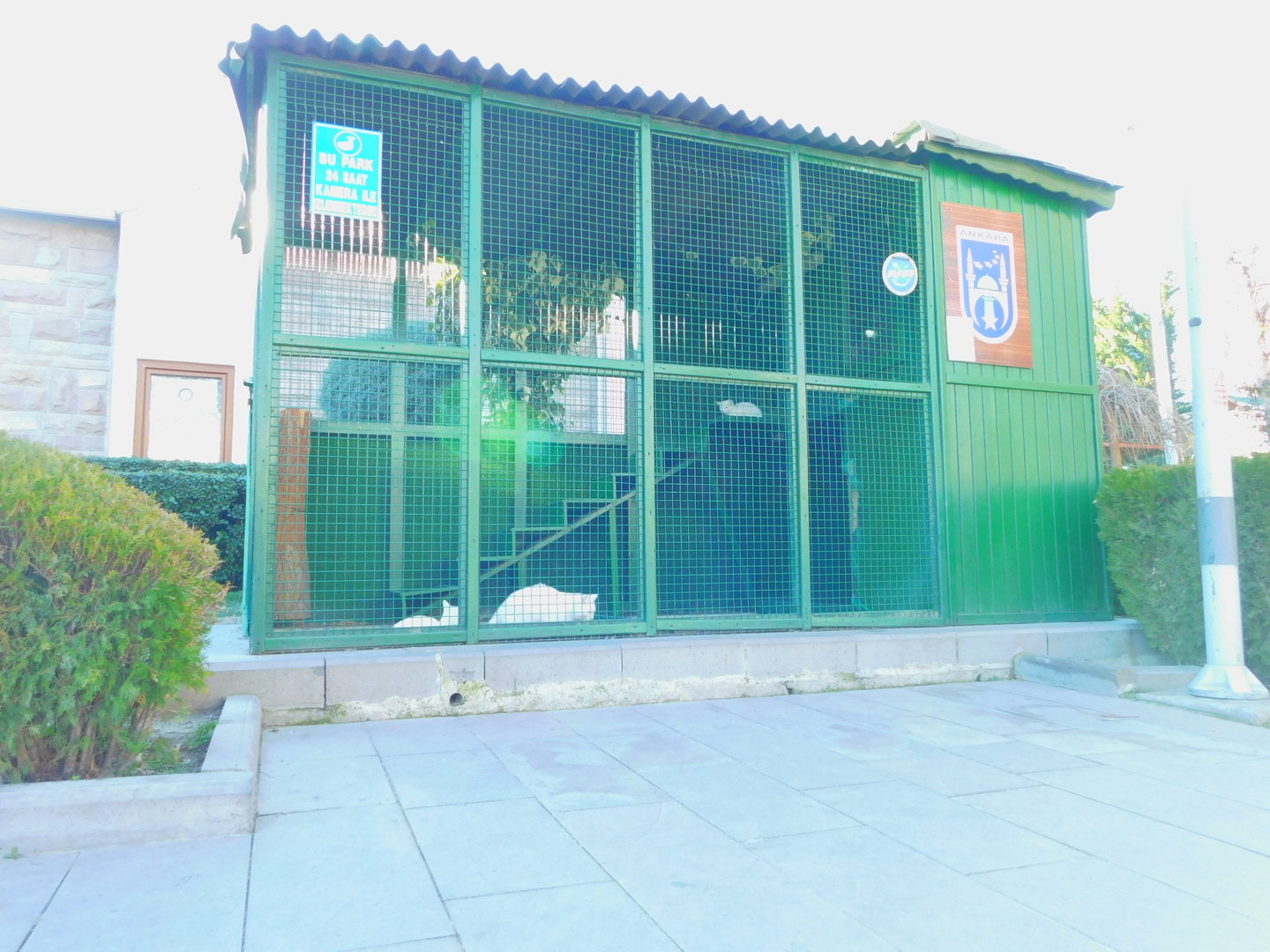 Domestic Cat Cage at the Ankara Domestic Animal Park